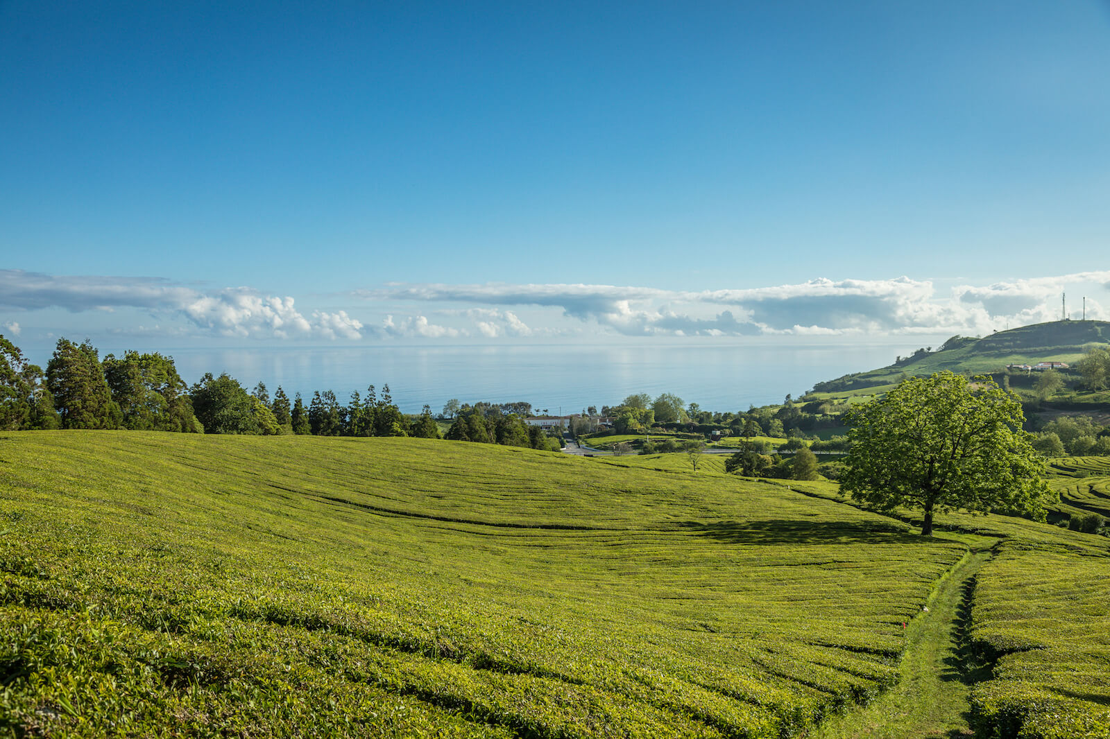 Plantação de Chá da Gorreana, São Miguel, Açores
